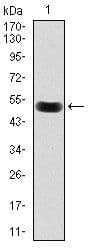 BPIFB1 Antibody (clone 4H2)
