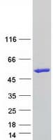 Human PLEKHA2 Protein (Recombinant Myc-DDK (Flag))