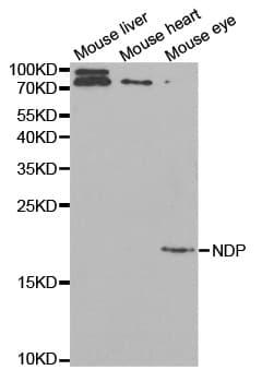 NDP Antibody