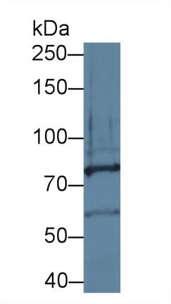 PCDHA1 Antibody (aa31-243, Cy3)