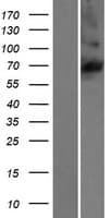 KLHL36 Protein (Over-Expression Lysate Myc-DDK (Flag))