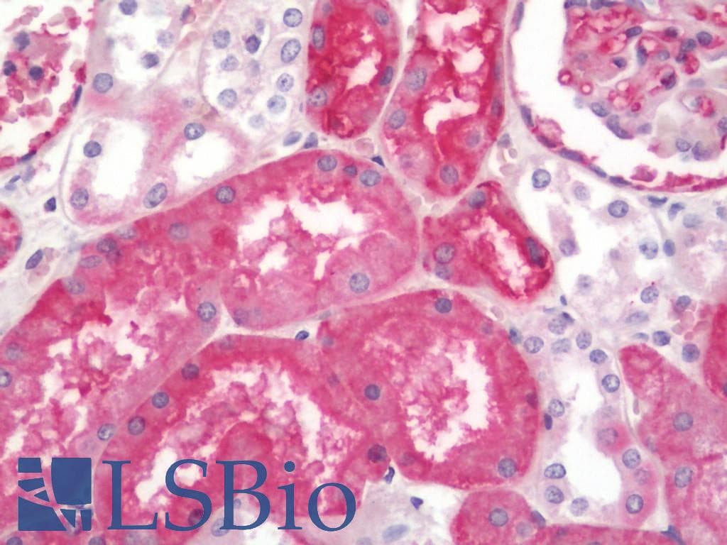 IHC-plus™ AQP1 / Aquaporin 1 Antibody