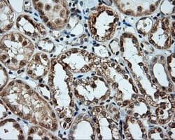 LIPG / Endothelial Lipase Antibody (clone OTI8F8)