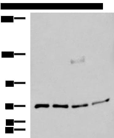 ASTE1 Antibody