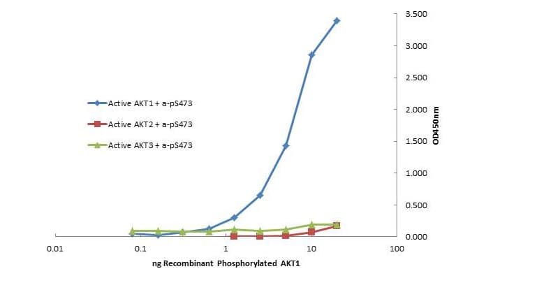 AKT1 Antibody (Internal, clone 14E5.A2.B2.H9)