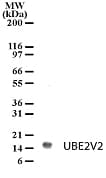 MMS2 / UBE2V2 Antibody (aa12-28)