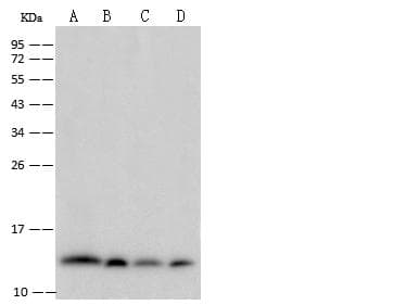 B2M / Beta 2 Microglobulin Antibody (clone 34, Preservative Free)
