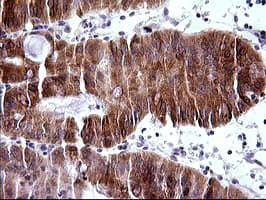 Monoclonal Mouse anti-Human TRIM45 Antibody (clone OTI2B11, aa288-580, IHC, WB)