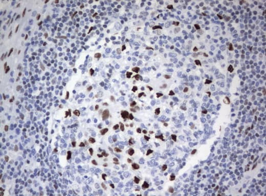 Monoclonal Mouse anti-Human ZSCAN18 / ZNF447 Antibody (clone UMAB114, IHC, WB)