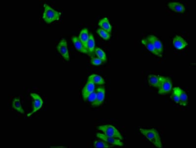 ITGA1/CD49a/Integrin Alpha 1 Antibody