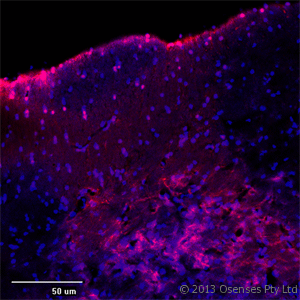 MAP2 Antibody (aa350-400)