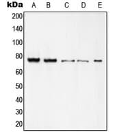 Polyclonal Rabbit anti-Human REL / C-Rel Antibody (C-Terminus, IHC, WB)