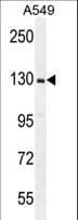 RPGR Antibody (aa744-772)