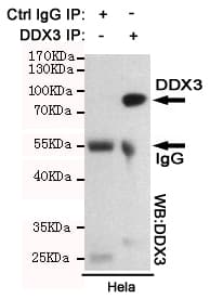 DDX3 / DDX3X Antibody