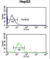 Polyclonal Rabbit anti-Human DDC / DOPA Decarboxylase Antibody (aa32-61, IHC, IF, WB)