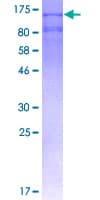 Human IDE Protein (Recombinant GST)