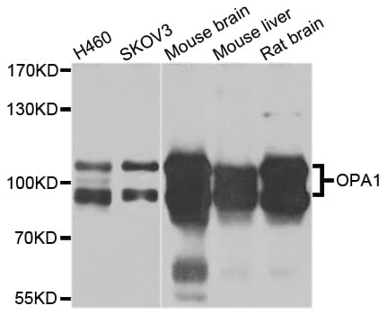 OPA1 Antibody