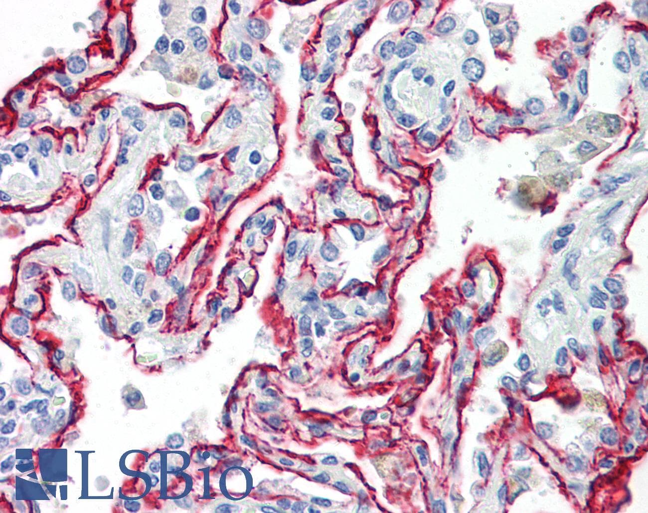 IHC-plus™ AGER / RAGE Antibody (aa350-400)