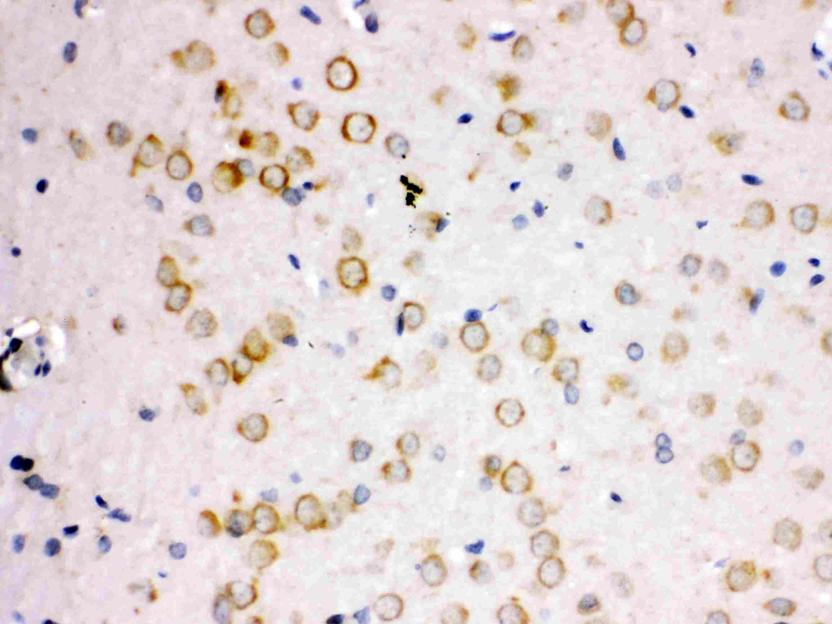 APLP1 / APLP-1 Antibody (aa101-120)