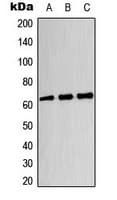 DPYSL4 / CRMP3 Antibody (Internal)
