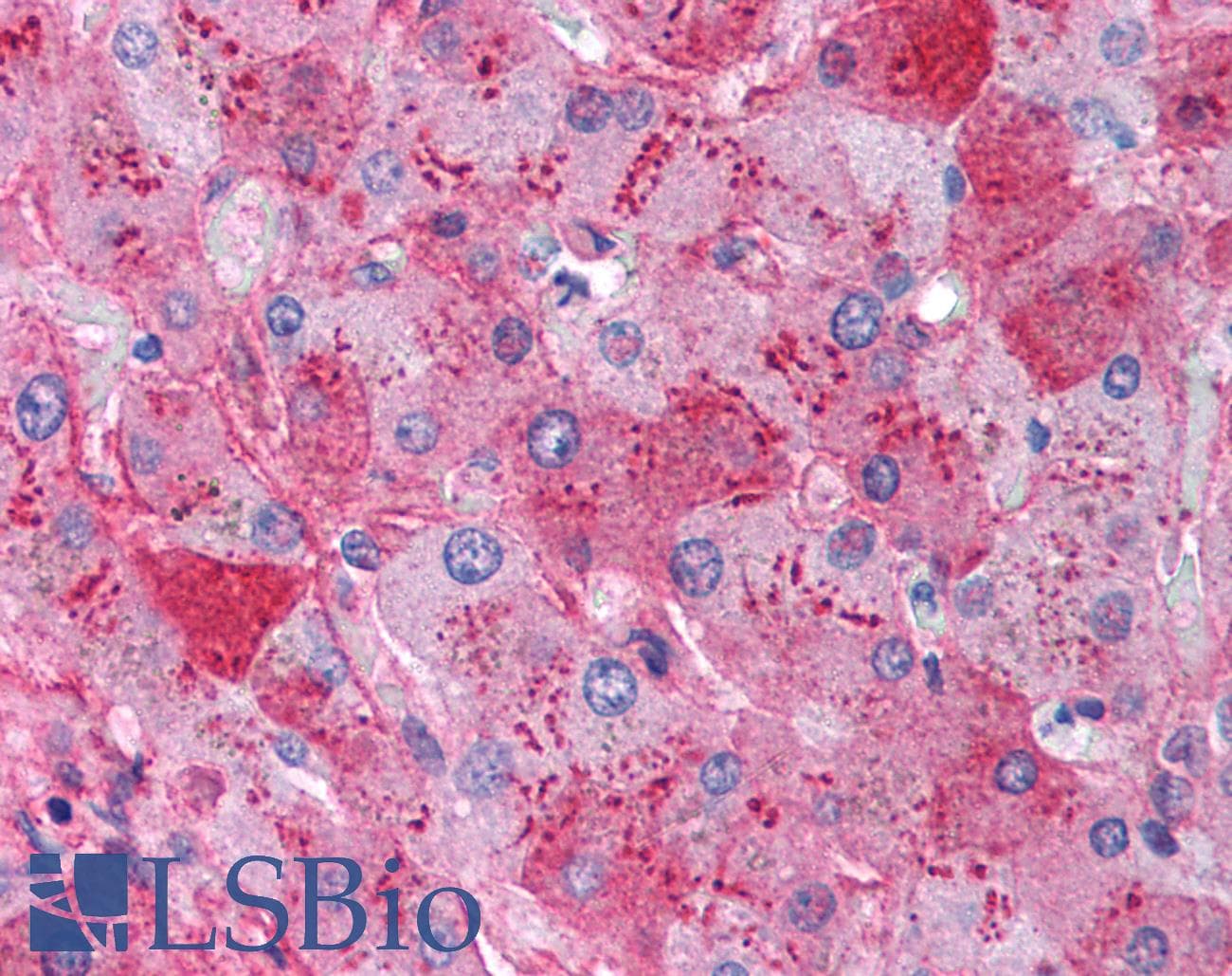 IHC-plus™ Fibrinogen Antibody