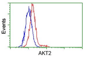 AKT2 Antibody (clone OTI4H7)