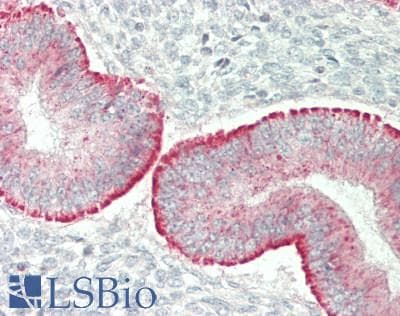 IHC-plus™ PLXNA4 / Plexin A4 Antibody (Internal)