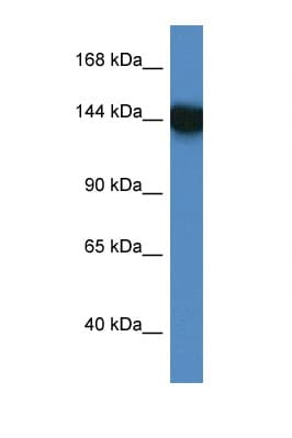 Polyclonal Rabbit anti-Human BAG6 / G3 / Scythe Antibody (aa943-992, IHC, WB)