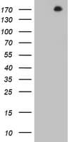 DOT1L / DOT1 Antibody (aa1008-1424, clone OTI7H6)
