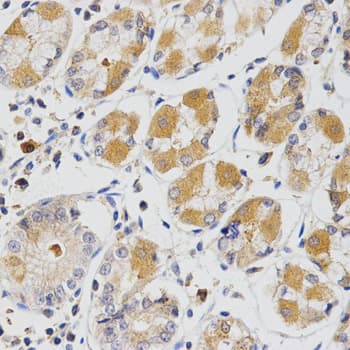 GLRX / Glutaredoxin Antibody