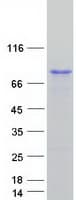 Human EFS / CASS3 Protein (Recombinant Myc-DDK (Flag))