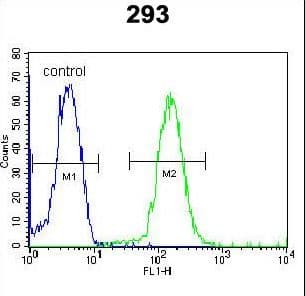 Polyclonal Rabbit anti-Human DACT1 / DAPPER Antibody (aa13-41, IHC, WB)