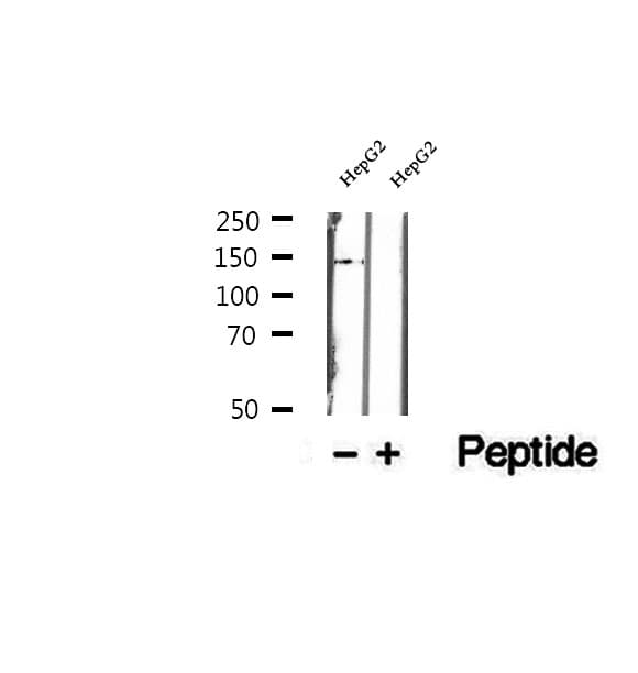 DHX38 Antibody