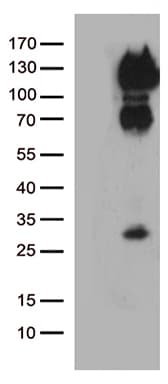 Monoclonal Mouse anti-Human CD34 Antibody (clone OTI8F11, aa312-385, IHC, WB)
