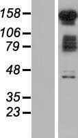 FAM120B Protein (Over-Expression Lysate Myc-DDK (Flag))