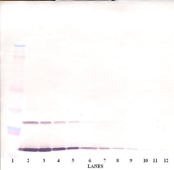 IL9 Antibody