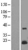 LYZL4 Protein (Over-Expression Lysate Myc-DDK (Flag))