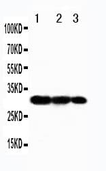 TRAF3 Antibody (aa387-403)