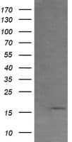 CR6 / GADD45G Antibody (clone OTI1H10, Carrier-free)