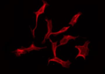 Polyclonal Rabbit anti-Human NECL-1 / CADM3 Antibody (IF, WB)