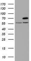 KIAA0517 / TRIM2 Antibody (clone OTI5G7)