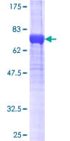 Human SNX32 Protein (Recombinant GST)