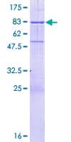 Human KHDRBS3 / SLM2 Protein (Recombinant GST)