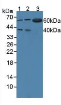 WARS Antibody (aa247-458, APC)
