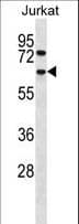 CCT4 / SRB Antibody (aa4-32)