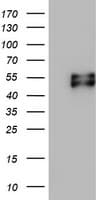 MSR1 / CD204 Antibody (aa197-451, clone OTI1F10)