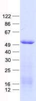 Human GCM1 Protein (Recombinant His, N-Terminal)