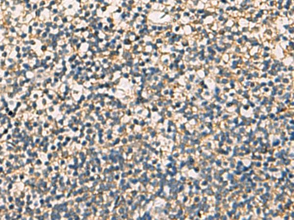 STX6 / Syntaxin 6 Antibody