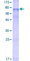 Human SLC35F3 Protein (Recombinant GST)