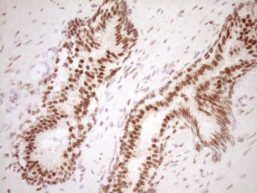 NUDT21 Antibody (aa2-227, clone OTI5B3)